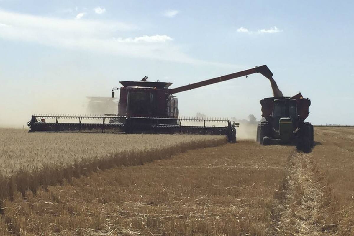 El trigo con la nueva retención tiene $4 por cada dólar exportado