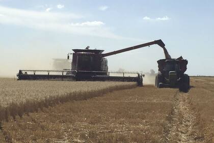 El trigo con la nueva retención tiene $4 por cada dólar exportado