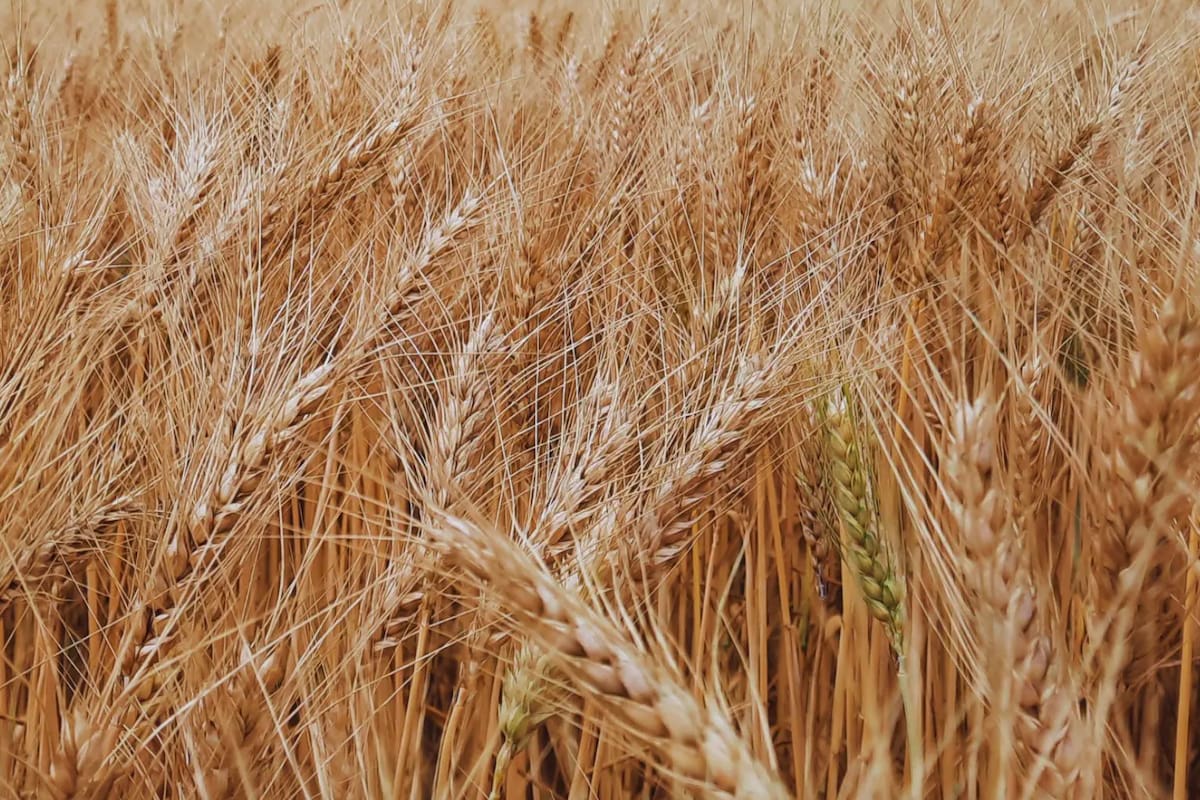 El trigo, con más variantes financieras