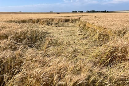 El trigo de la UE baja un 20% en 2025 por excedente mundial y fortaleza del euro