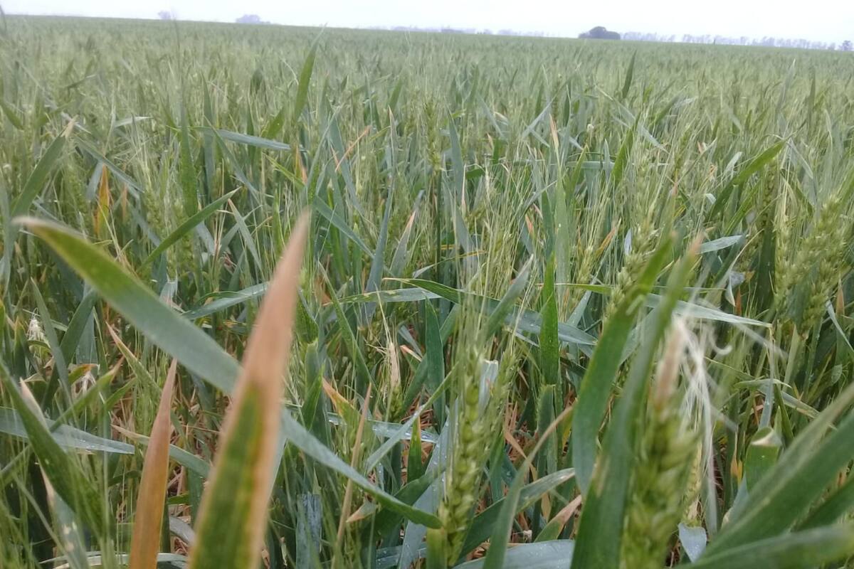 El trigo en el sur de la provincia de Córdoba se vio afectado por la falta de lluvias