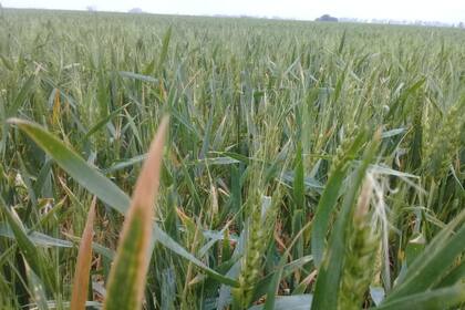 El trigo en el sur de la provincia de Córdoba se vio afectado por la falta de lluvias