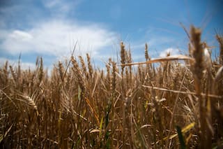 El desafío que amenaza el potencial del trigo