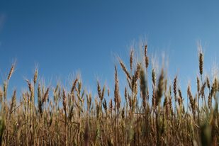 El trigo enfrenta incertidumbres