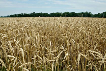 El trigo es el principal producto agroindustrial que se exporta al vecino país