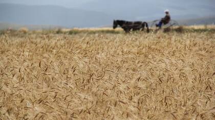El trigo Kavilca, en el este de Turqua, "ha dado a los paisajes el color de la miel durante 400 generaciones, cerca de 10.000 años"