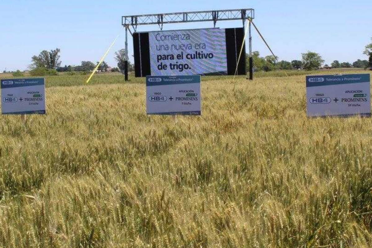 El trigo por el cual Bioceres insiste con su autorización comercial
