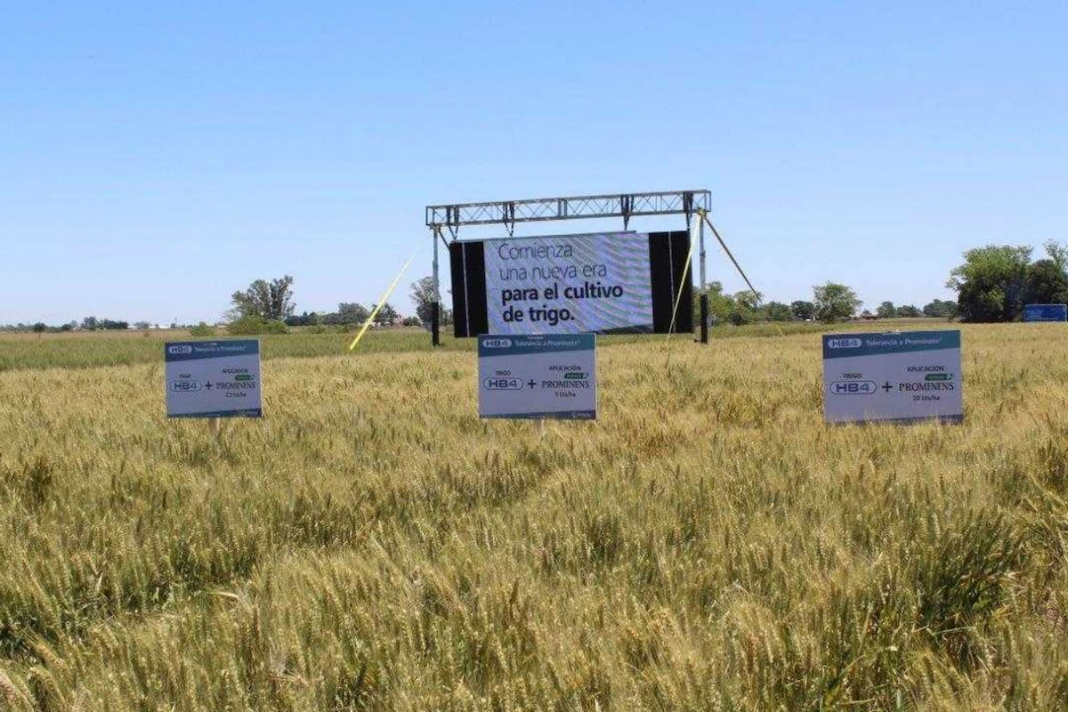 El trigo por el cual Bioceres insiste con su autorización comercial