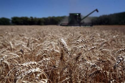 La Bolsa de Cereales de Buenos Aires pasó de proyectar una superficie de 6,7 millones de hectáreas a 6,1 millones, igual que el año pasado