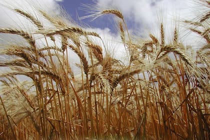 El trigo subió por las dificultades para exportar granos desde Rusia y Ucrania