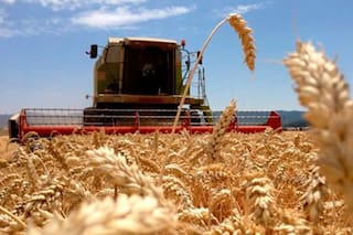 El trigo logró un sorprendente récord de exportaciones y los aceites acompañaron con máximos históricos