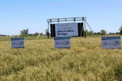 El trigo tolerante a sequía es considerado un salto productivo, aunque en la cadena quieren antes consensuar con los países compradores