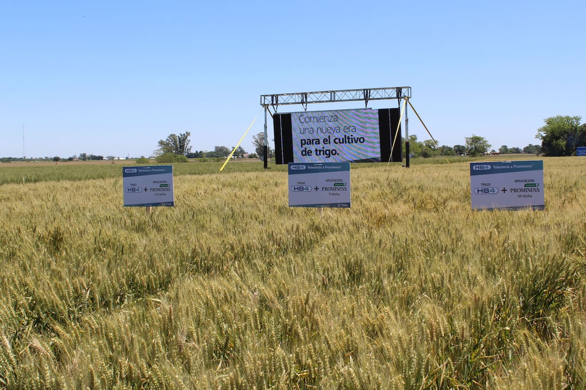 El trigo tolerante a sequía obtuvo una aprobación condicionada al visto bueno de Brasil