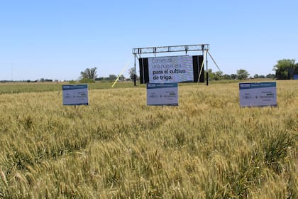 El trigo tolerante a sequía obtuvo una aprobación condicionada al visto bueno de Brasil