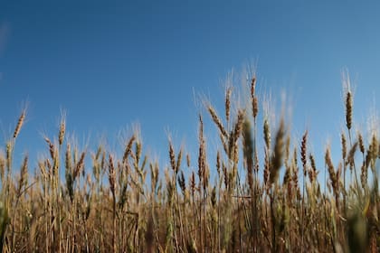 El trigo, uno de los cultivos de la prueba piloto