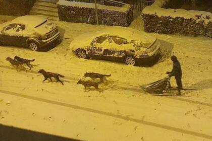 El trineo recorrió unos seis kilómetros. Fuente: Twitter