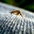 El truco casero y barato que ayuda a mantener a los mosquitos alejados de tu casa