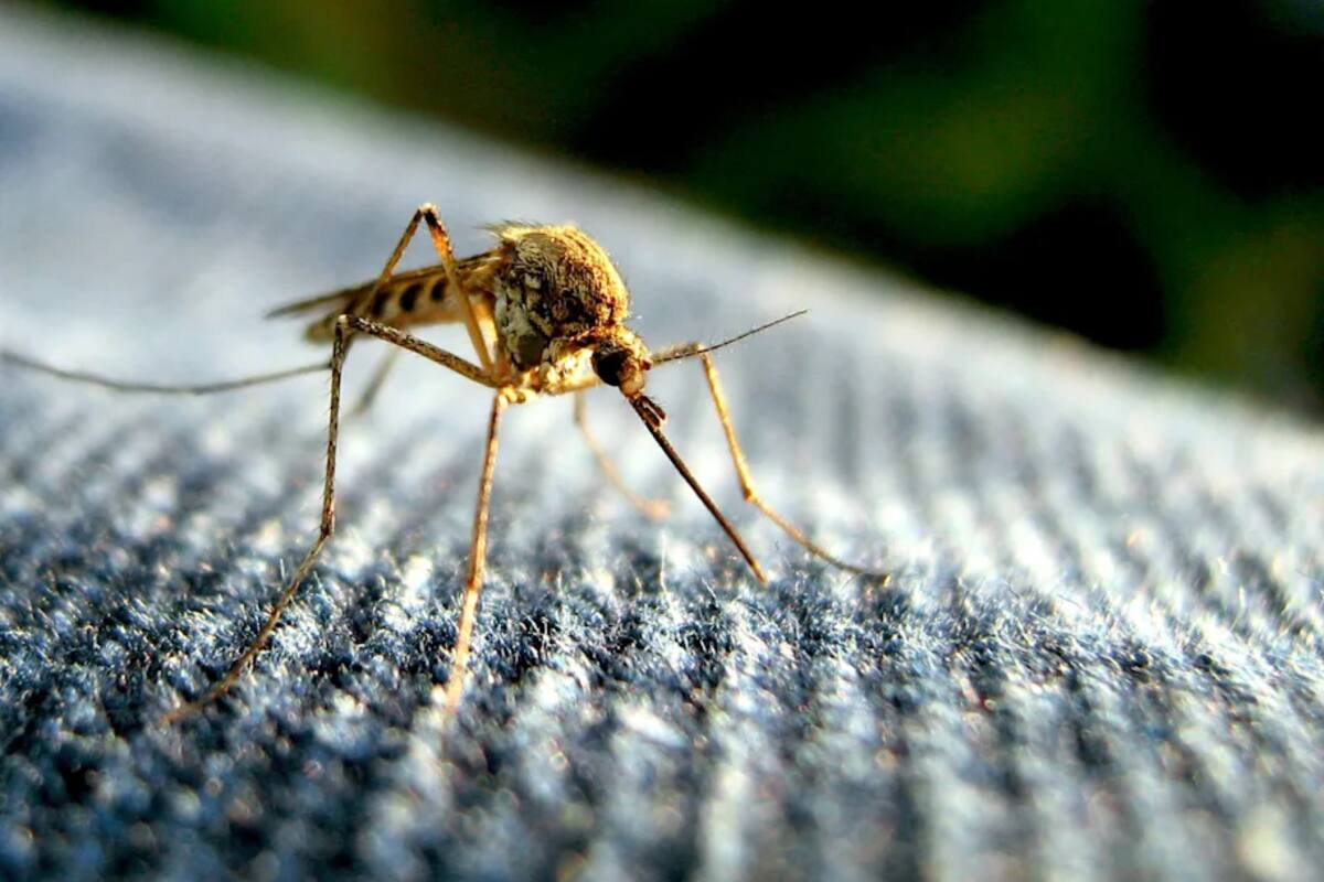 El truco casero para ahuyentar a los mosquitos que se hizo viral