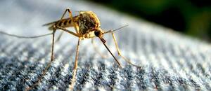 El truco casero y barato que ayuda a mantener a los mosquitos alejados de tu casa