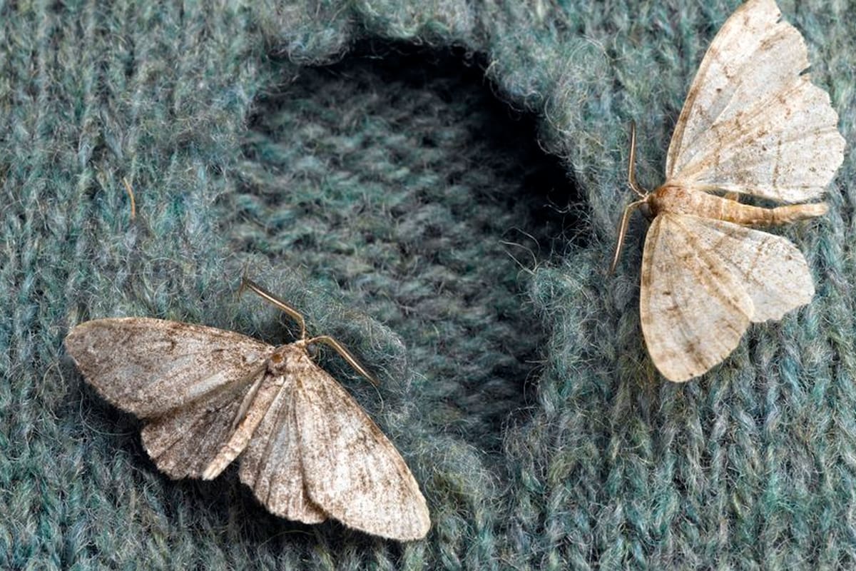 El truco casero para deshacerte de las polillas en casa y mantenerlas alejadas para siempre