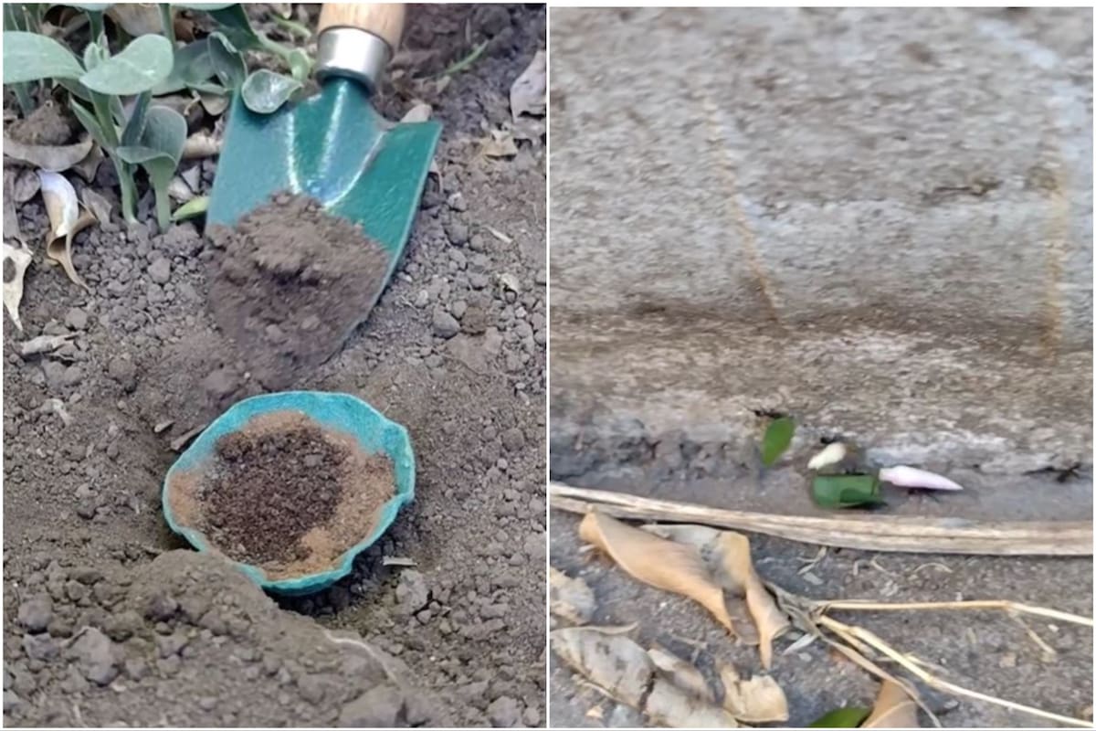 El truco casero para eliminar las hormigas de los jardines