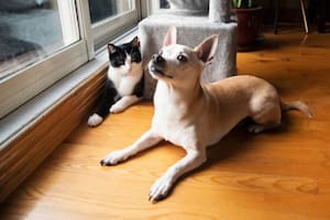 El truco casero para erradicar las pulgas de tus mascotas