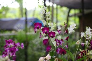 El truco casero para que tus orquídeas estallen de flores