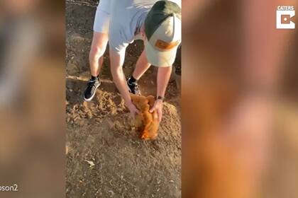 El truco de este hombre para dormir a una gallina se hace viral en Internet con millones de visitas