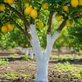 La técnica que ayuda a proteger los limoneros del sol, las plagas y los cambios de temperatura
