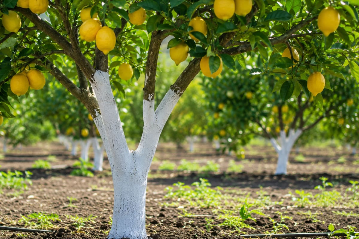 El truco de jardinería que puede ayudar a mantener más sano tu limonero (Imagen ilustrativa con IA)