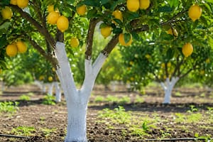 La técnica que ayuda a proteger los limoneros del sol, las plagas y los cambios de temperatura