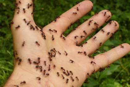 El truco definitivo para terminar con las hormigas de la cocina (Foto Pixabay)