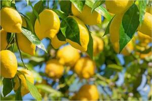 El truco infalible para hacer crecer el limonero en menos de 30 días