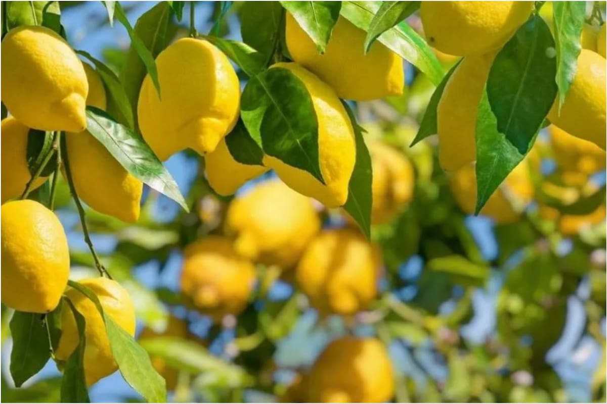 El truco infalible para proteger al limonero