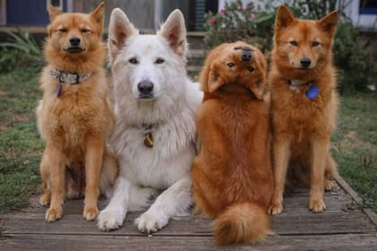 El truco lo sabe hacer solamente esta perrita llamada Kiko, que nació poco antes de que en su país, Nueva Zelanda, se declare la cuarentena por la pandemia de coronavirus