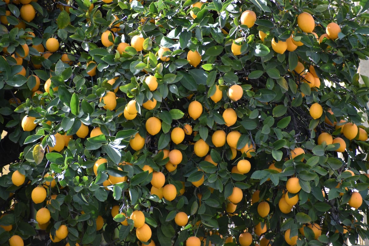 El truco milenario para cuidar el limonero