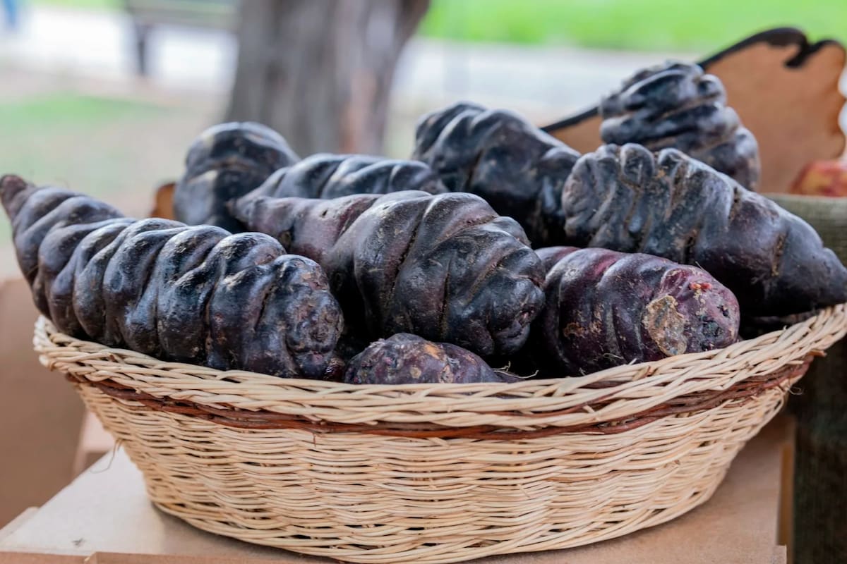 El tubérculo andino que previene enfermedades en la próstata y ayuda a la salud reproductiva masculina