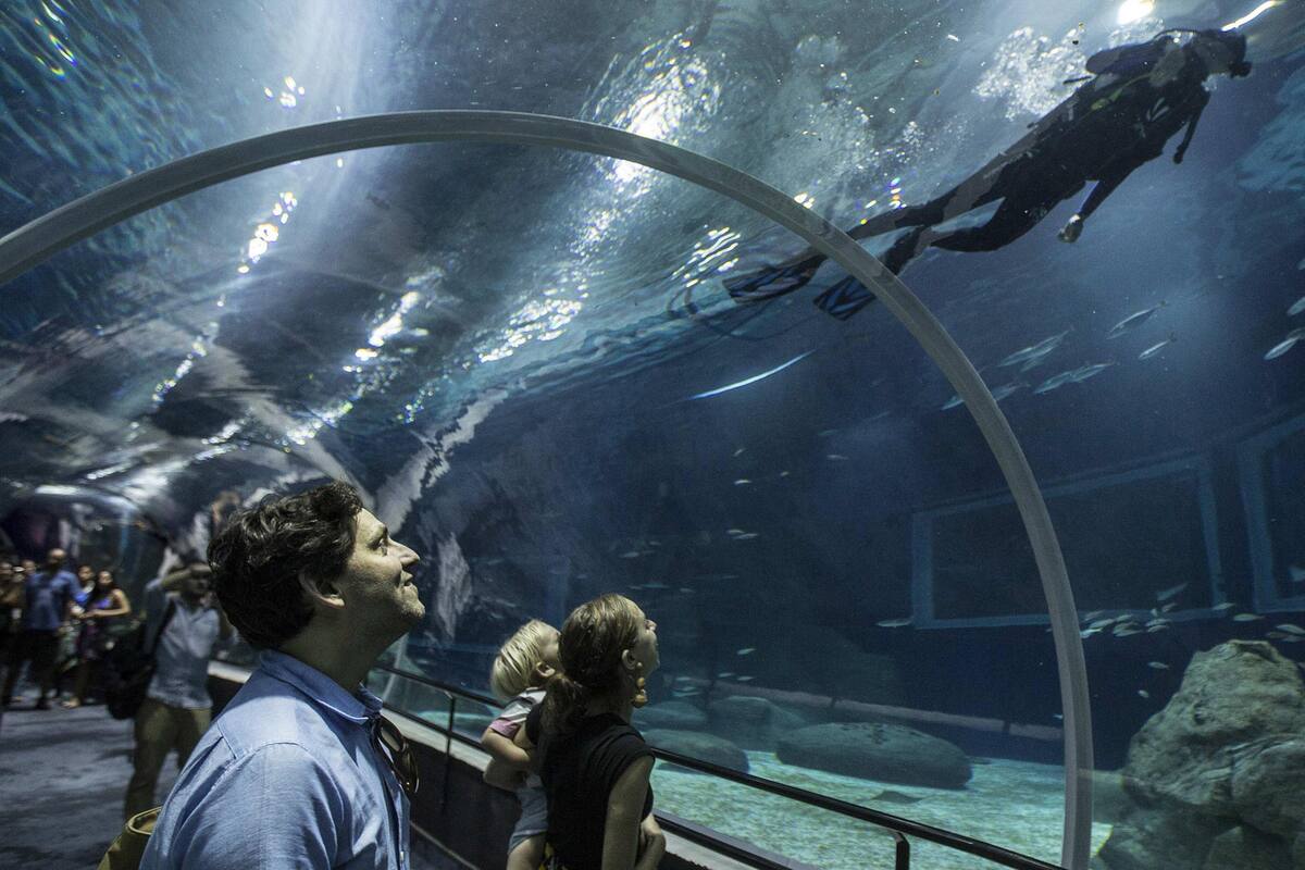 El tubo de 20 metros a través del enorme tanque oceánico, con tiburones y rayas, promete