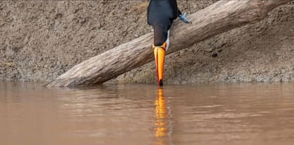 El tucán eligió el peor momento para tomar agua