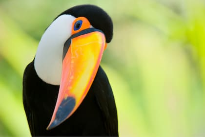 El tucán en Iguazú,los pájaros carpinteros en Tierra del Fuego y otras especies emblemáticas para descubrir en la naturaleza