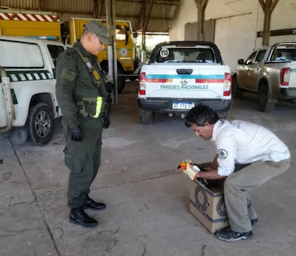 El tucán fue rescatado y será devuelto a su hábitat natural