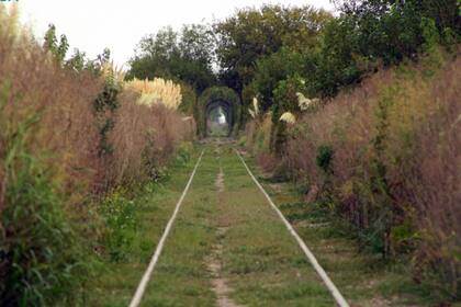 El Túnel Vegetal de Uribelarrea. Fotografía: infocañuelas