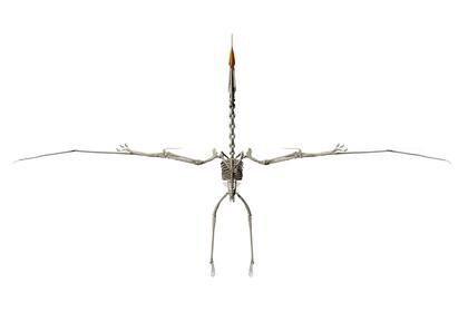El Tupandactylus navigans era un pterosaurio de tamaño medio, con una envergadura de aproximadamente 2,6 metros
