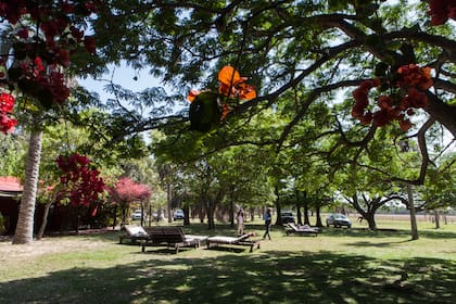 El tupido jardín frente a la casa, donde crecieron los dos mil árboles que plantaron hace veinte años.