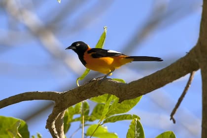 El turpial brasileño (icterus jamacaii) una de las especies que regresó a la Hacienda Bulcao tras su reforestación. Crédito: Leonardo Merçon