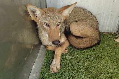 El TxDOT promueve el cuidado de los lobos fantasma