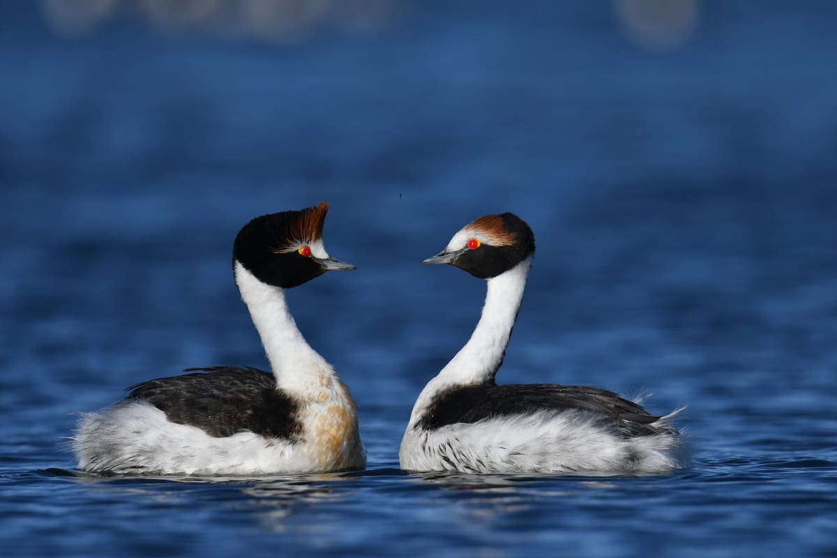 El último avistamiento de esta ave había sido en el año 2018 (Foto: Sergio Moya)