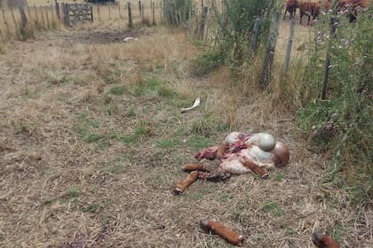 El último caso de abigeato de Carlos Ardanaz, productor ganadero con un campo en el partido de Necochea