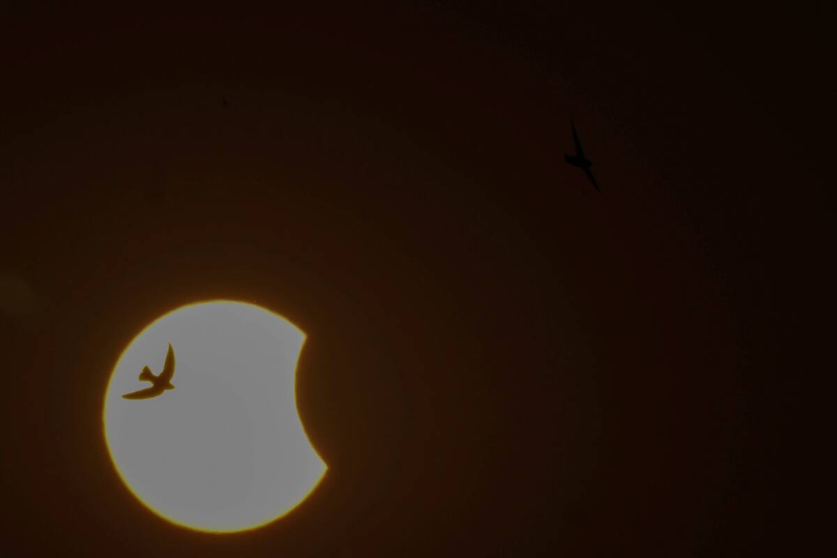 El último eclipse solar del año ocurrió este 25 de octubre (en foto: postal del evento astronómico tomada en Hyderabad, India) AP Photo/Mahesh Kumar A.)