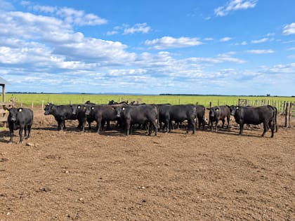 El último informe de Rabobank proyecta una caída del 2% en la oferta mundial de carne en el segundo semestre de 2026, con una producción que no crece en los últimos años al mismo ritmo que lo hace la demanda